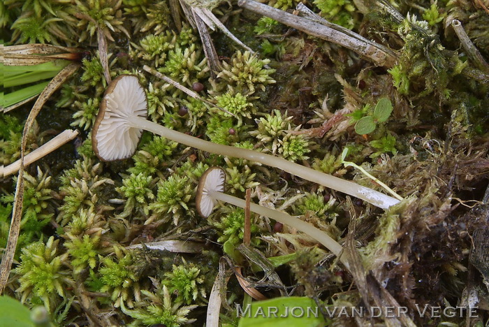 Veranderlijke satijnzwam - Entoloma olivaceotinctum